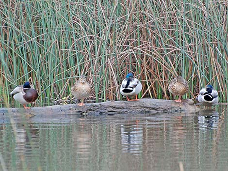 Mallard (Anas platyrhynchos)