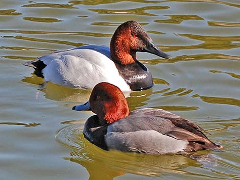 Redhead (Aythya americana)