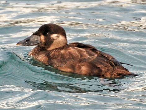 Surf Scoter (Melanitta perspicillata)