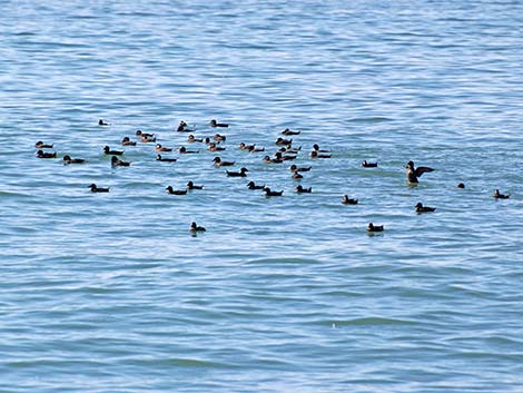 Surf Scoter (Melanitta perspicillata)
