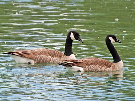 Canada Goose (Branta canadensis)