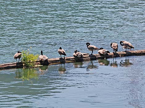 Canada Goose (Branta canadensis)