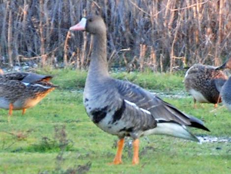 Greater White-fronted Goose (Anser albifrons)
