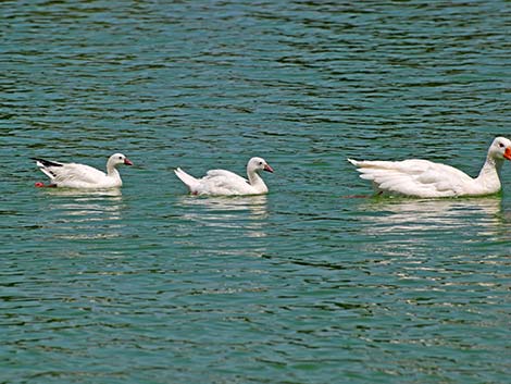 Ross' Goose (Chen rossii)