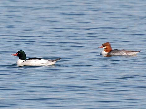 Common Merganser (Mergus merganser)