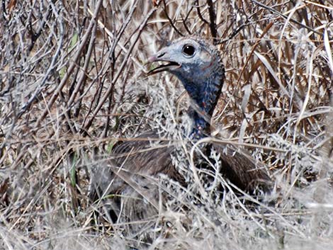 Wild Turkey (Meleagris gallopavo)