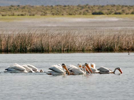 American White Pelican (Pelecanus erythrorhynchos)