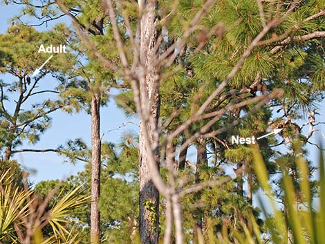 Bald Eagle (Haliaeetus leucocephalus)