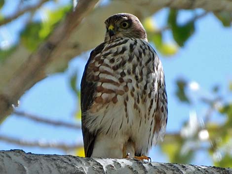 Sharp-shinned Hawk (Accipiter striatus)