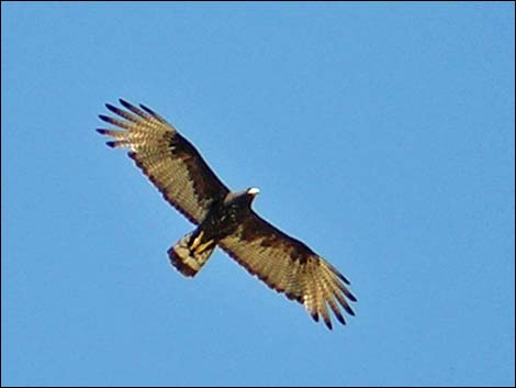 Zone-tailed Hawk (Buteo albonotatus)