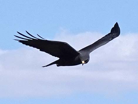 Zone-tailed Hawk (Buteo albonotatus)