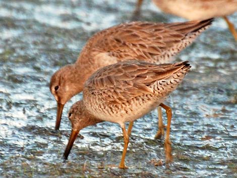 Short-billed Dowitcher (Limnodromus griseus)