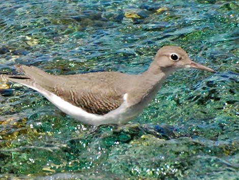 Spotted Sandpiper (Actitis macularius)