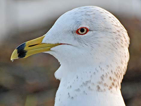 Ring-billed Gull (Larus delawarensis)