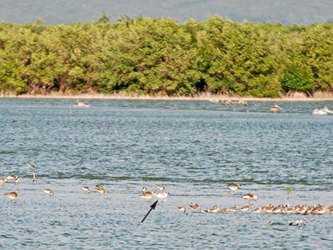 Forster's Tern (Sterna forsteri)