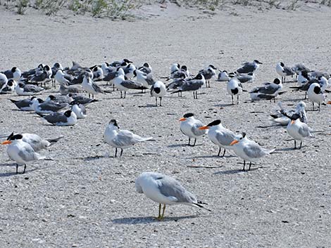 Royal Tern (Thalasseus maximus)