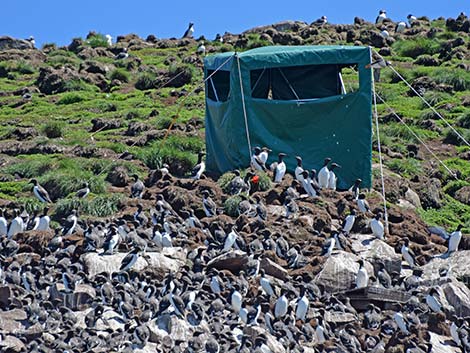 Common Murre (Uria aalge)