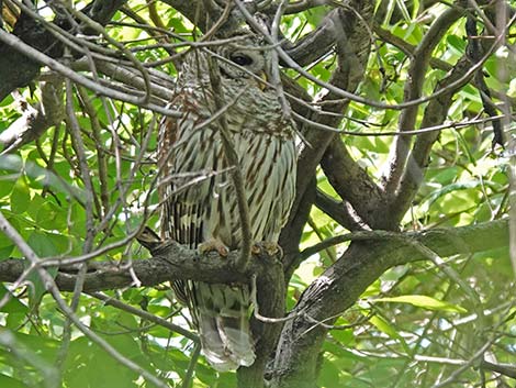 Barred Owl (Strix varia)