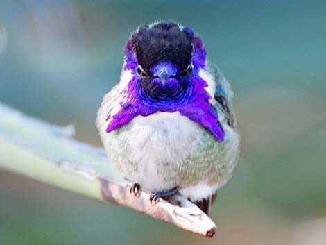 Costa's Hummingbird (Calypte costae)