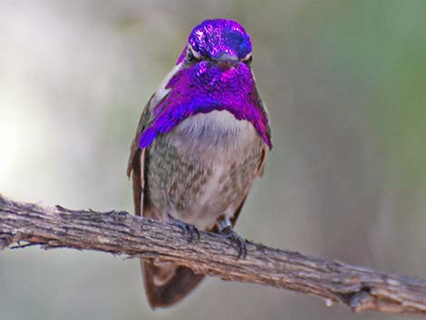 Costa's Hummingbird (Calypte costae)