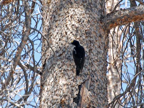 Black-backed Woodpecker (Picoides arcticus)