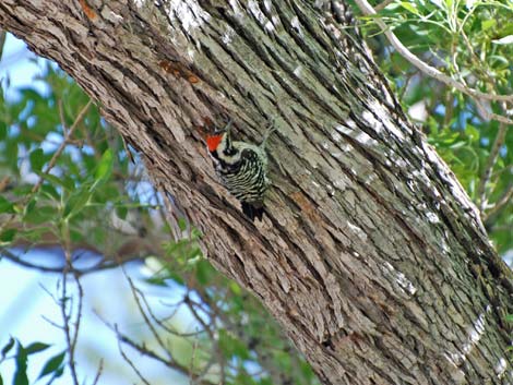Ladder-backed Woodpecker (Picoides scalaris)