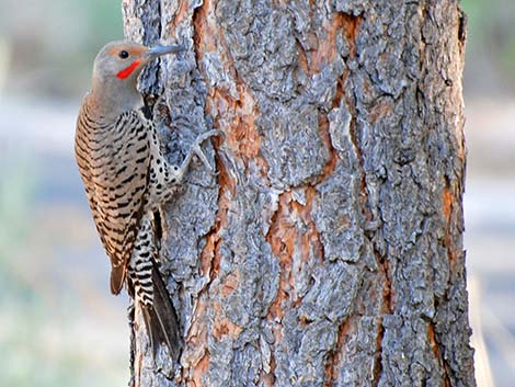 Northern Flicker (Colaptes auratus)
