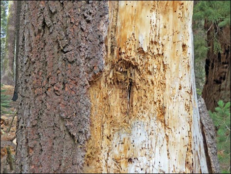Pileated Woodpecker (Dryocopus pileatus)