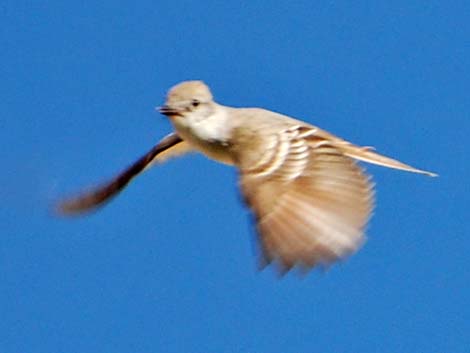Ash-throated Flycatcher (Myiarchus cinerascens)