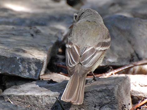 Hammond's Flycatcher (Empidonax hammondii)