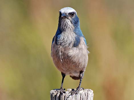 Florida Scrub-Jay (Aphelocoma coerulescens)