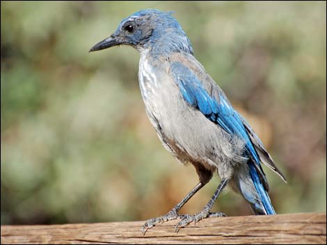 Western Scrub-Jay (Aphelocoma californica)