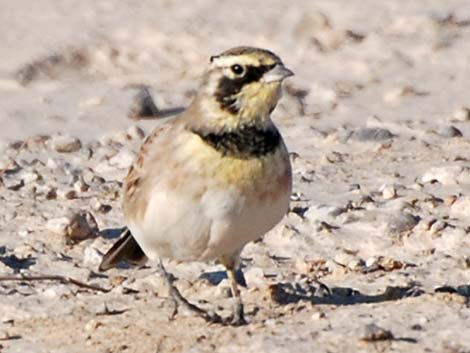 Horned Lark (Eremophila alpestris)