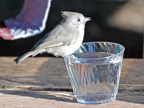 Juniper Titmouse (Baeolophus ridgwayi)