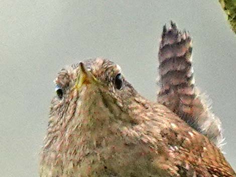 Winter Wren (Troglodytes troglodytes)
