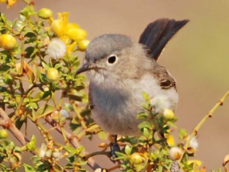 Blue-gray Gnatcatcher (Polioptila caerulea)