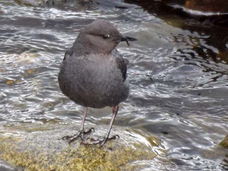American Dipper (Cinclus mexicanus)