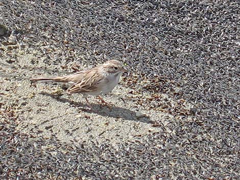 Brewer's Sparrow (Spizella breweri)