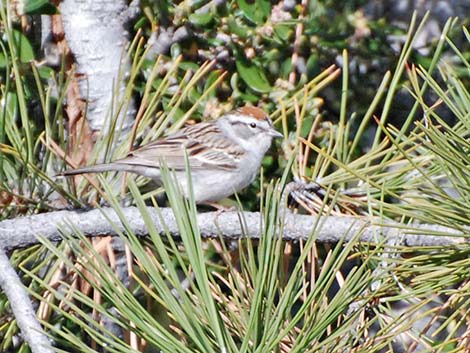 Chipping Sparrow (Spizella passerina)