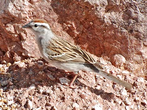 Chipping Sparrow (Spizella passerina)