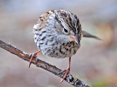 Chipping Sparrow (Spizella passerina)