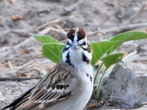 Lark Sparrow (Chondestes grammacus)