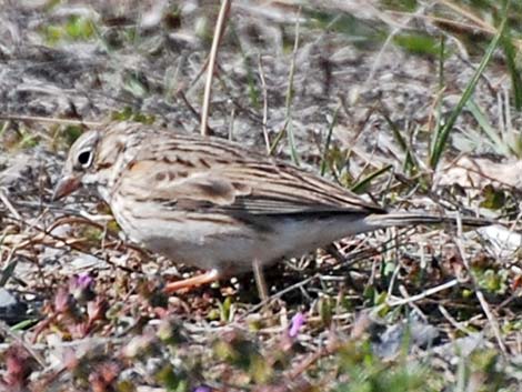 Vesper Sparrow (Pooecetes gramineus)