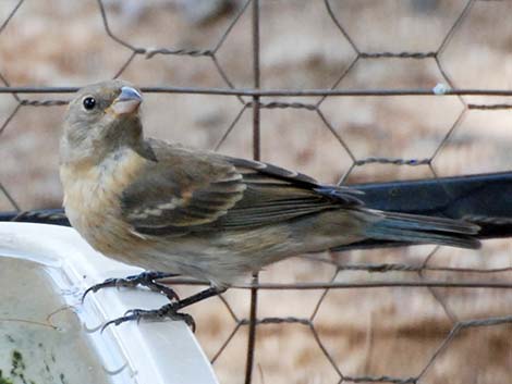Lazuli Bunting (Passerina amoena)