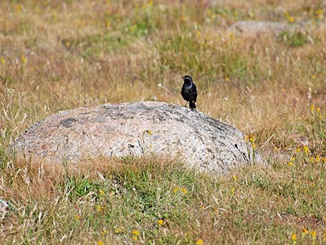Brewer's Blackbird (Euphagus cyanocephalus)