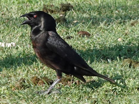 Bronzed Cowbird (Molothrus aeneus)