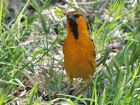 Bullock's Oriole (Icterus bullockii)
