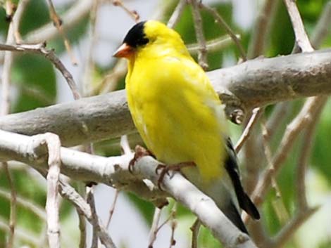 American Goldfinch (Carduelis tristis)