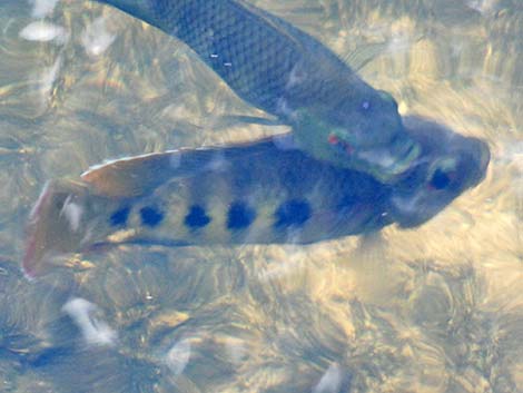 Talapia (Tilapia mariae)