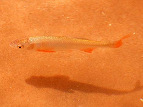 Speckled Dace (Rhinichthys osculus)